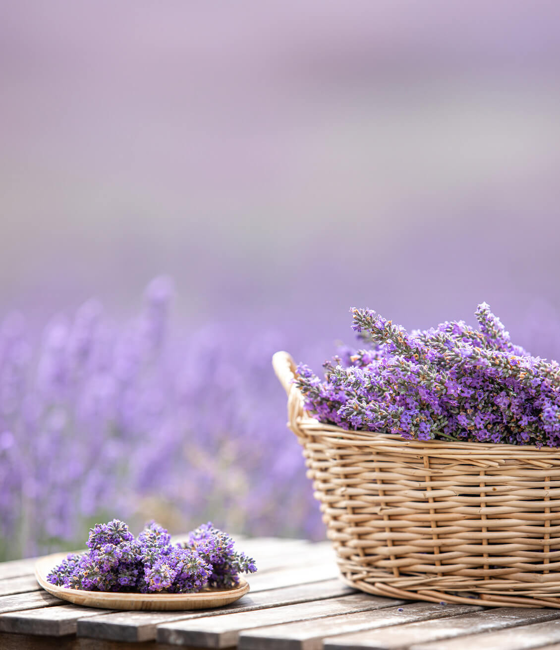 Lavender fields are typical in the south of france