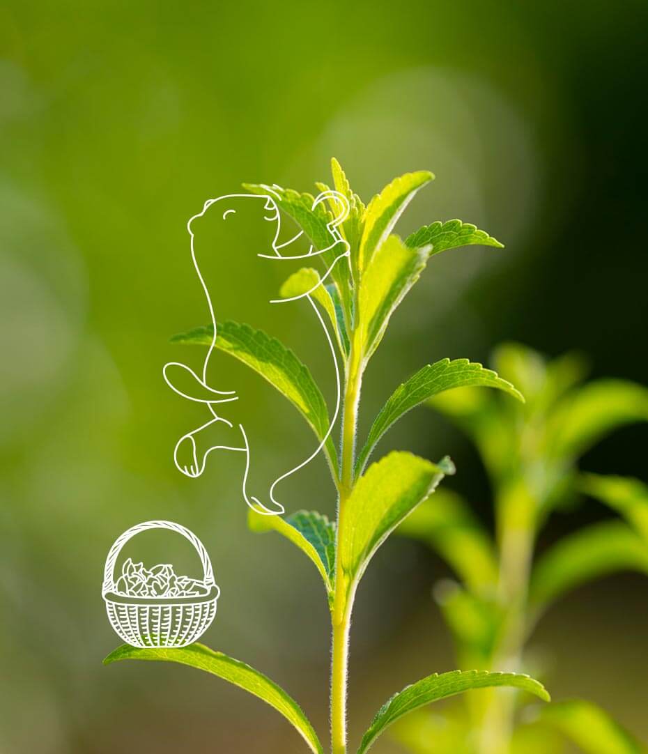 Les jeunes feuilles de stevia