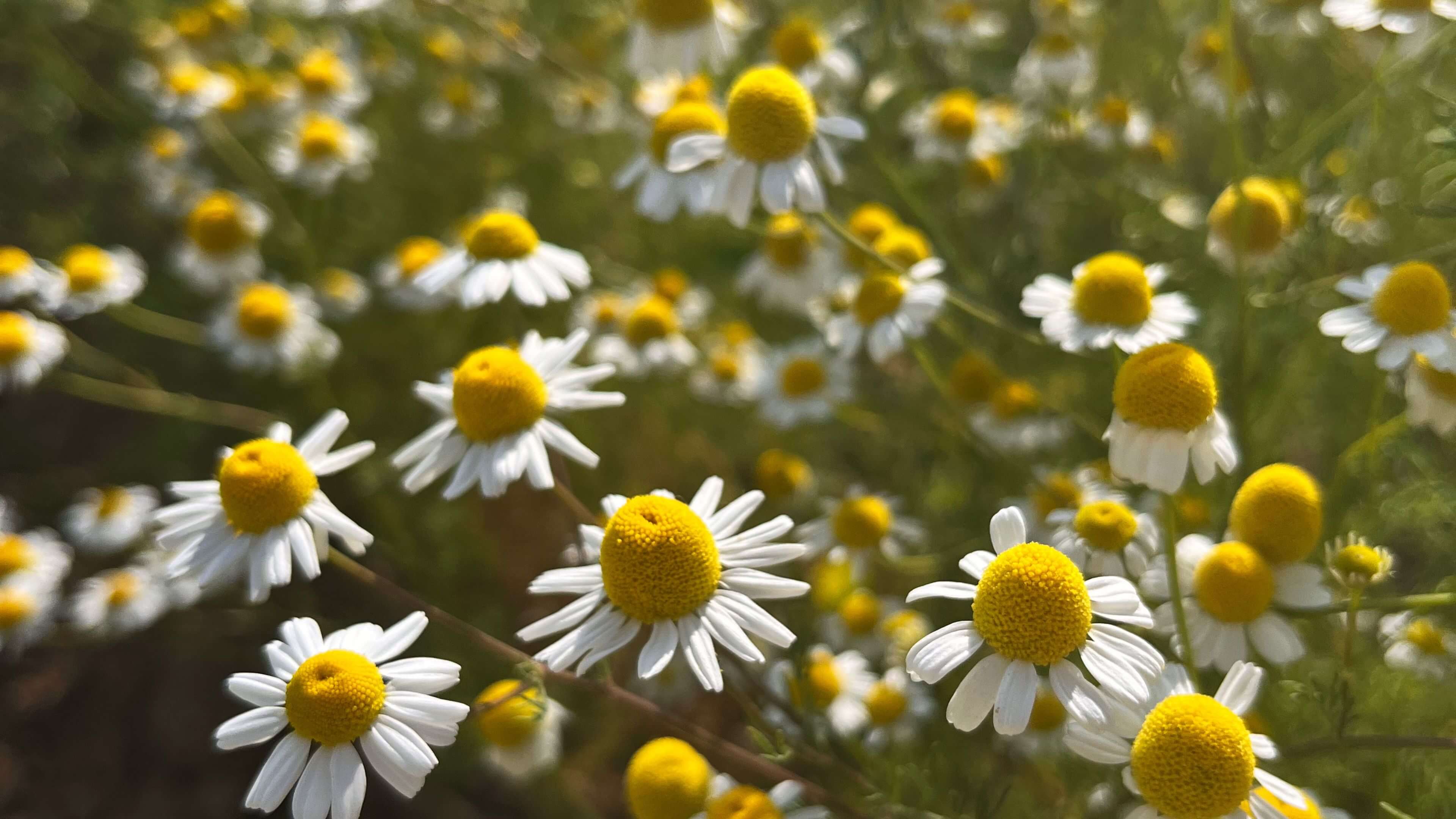 Les fleurs de camomille matricaire sont utilisées pour fabriquer l'infusion camomille