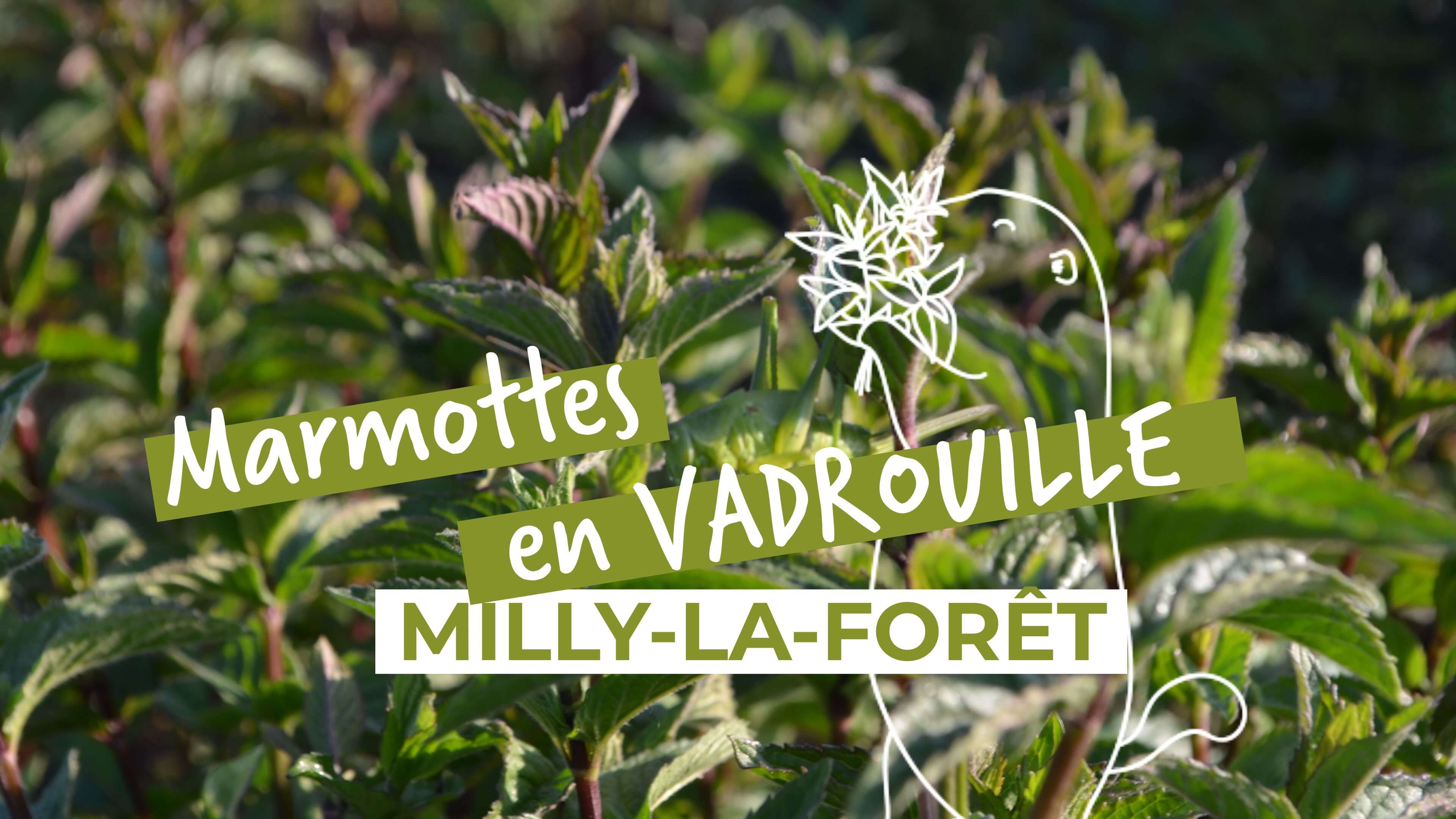 Les marmottes utilisent la menthe poivrée de milly la foret