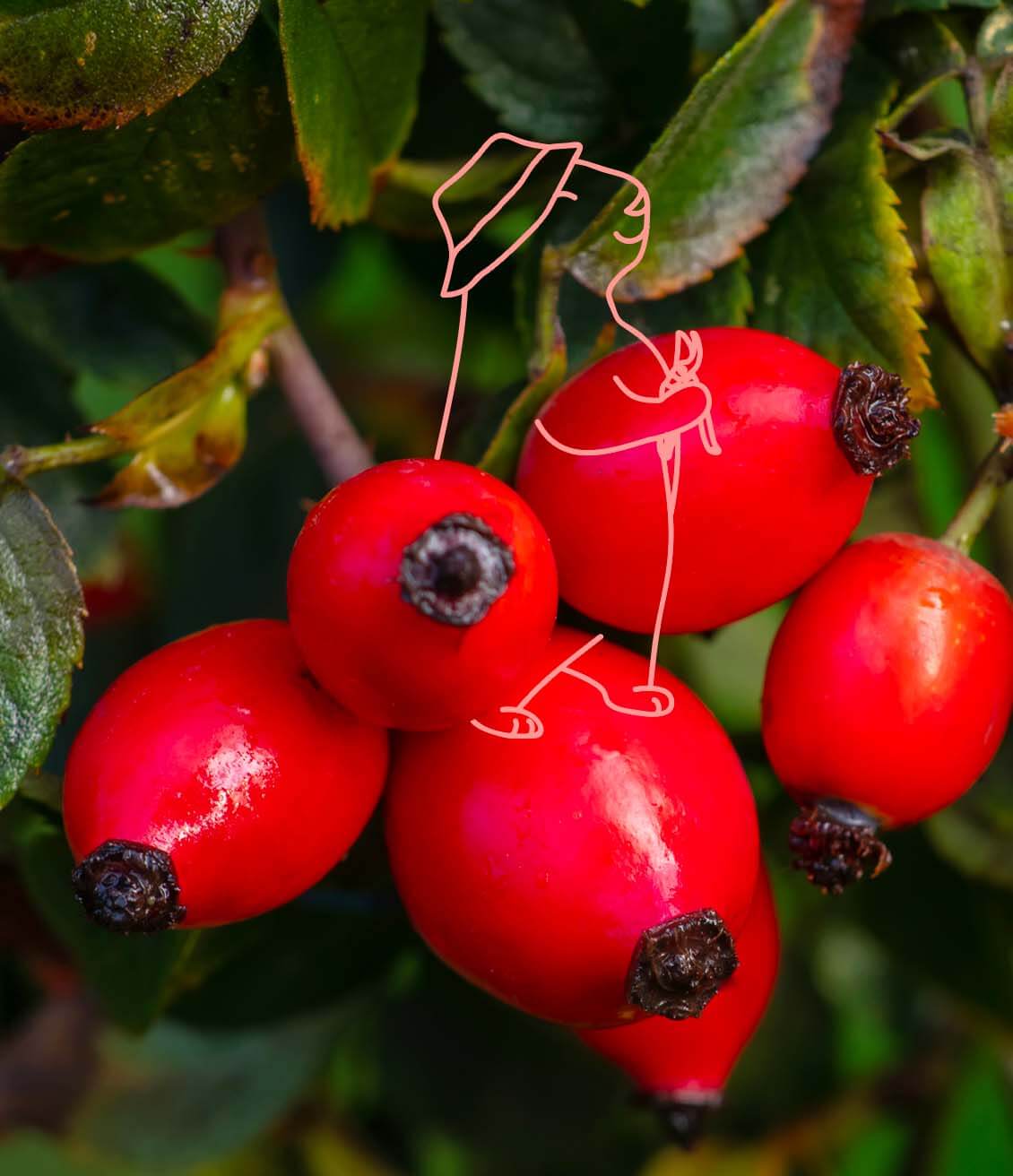 rosehip false fruit can be used in herbal teas