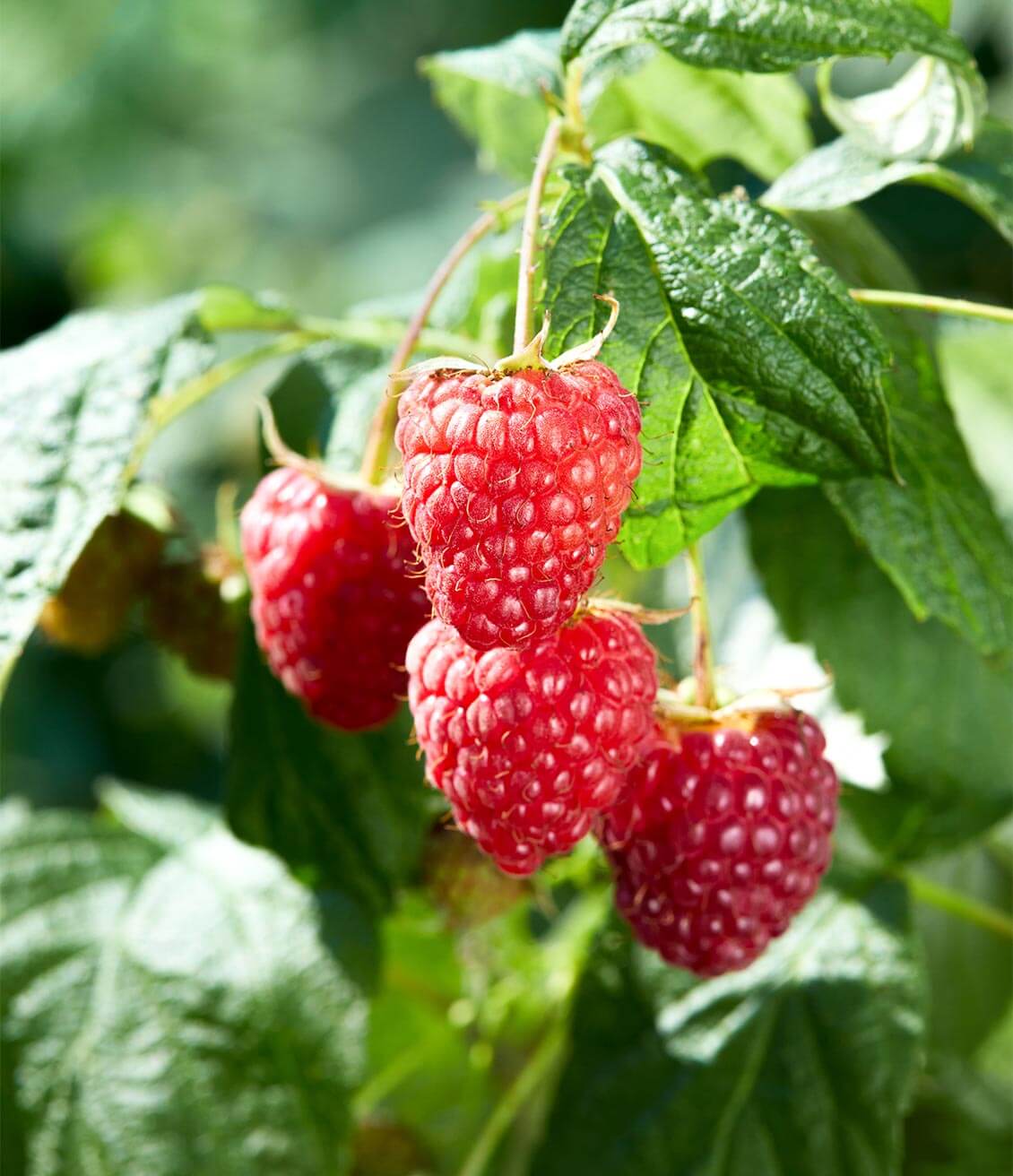Raspberry fruits, once dried, are used in our fruity blends