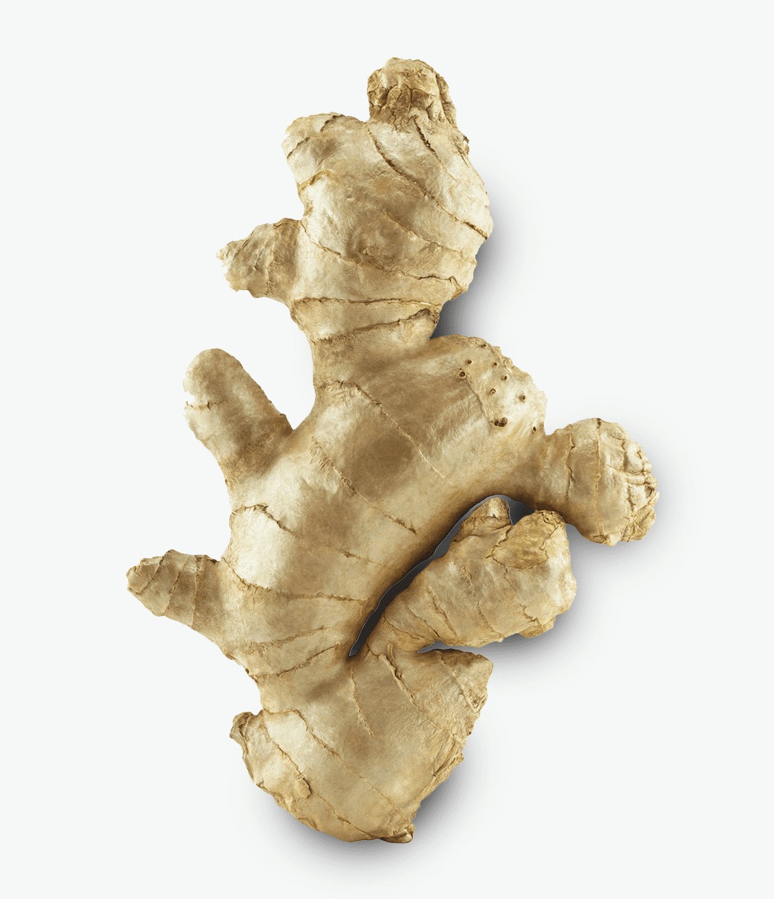 Ginger has a strong taste that mixes well with others plants in herbal teas