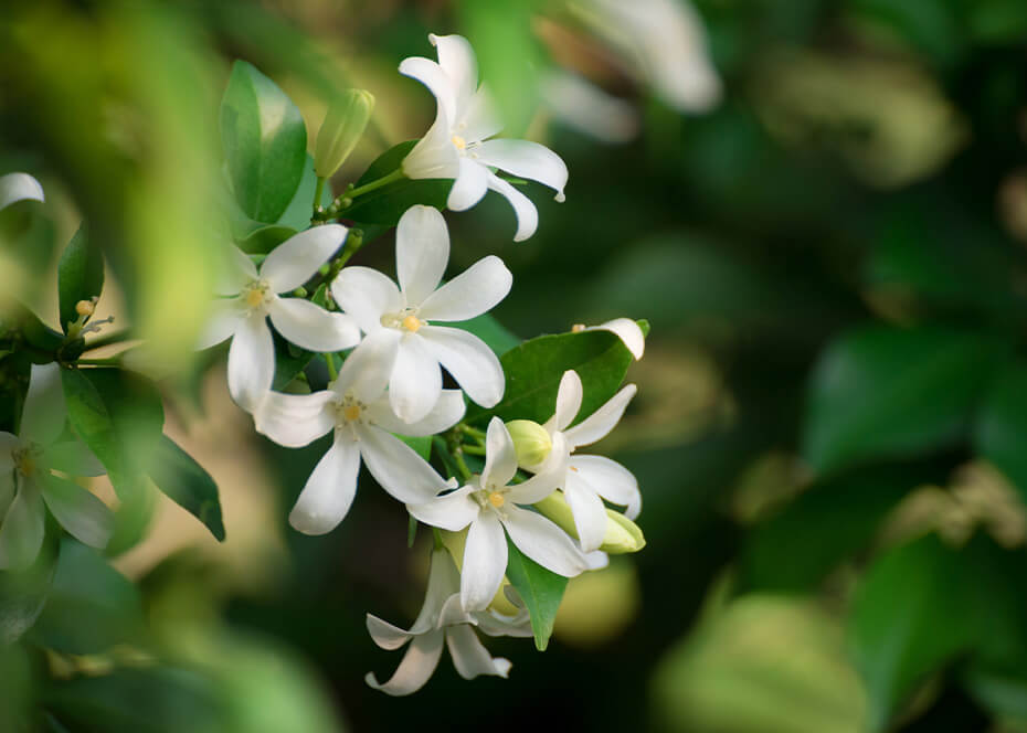 Jasmine flowers are the part of the plant used for jasmine tea