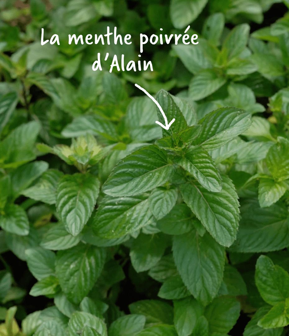 Plants de menthe poivrée d'Alain le producteur