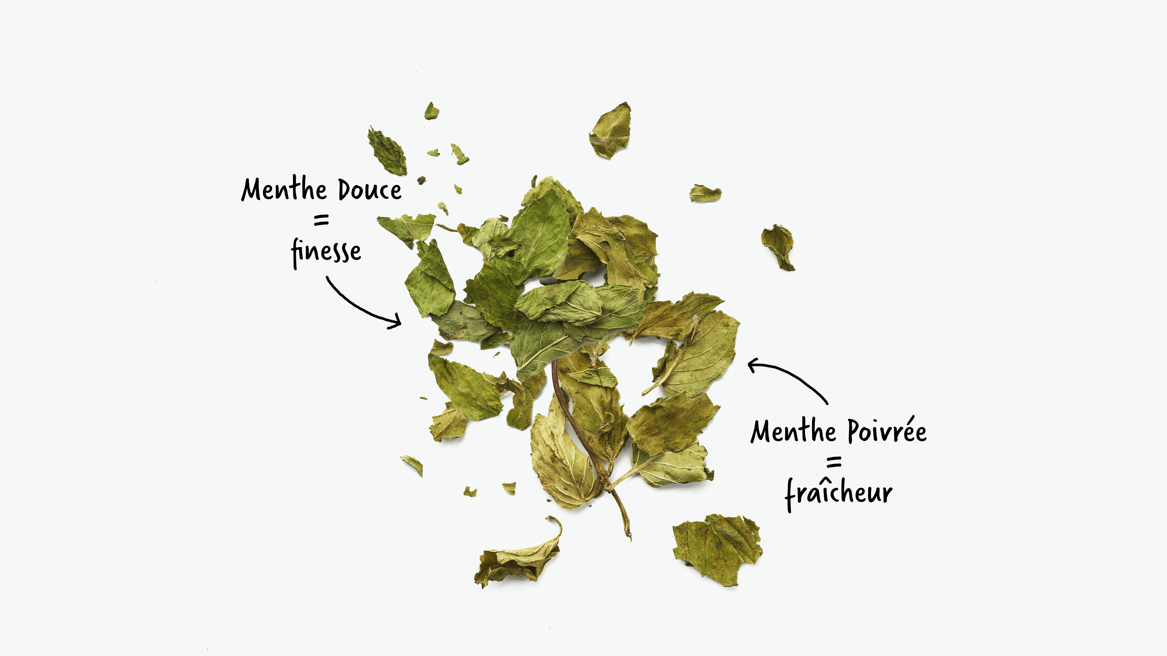 Feuilles de menthe séchées et leurs bienfaits