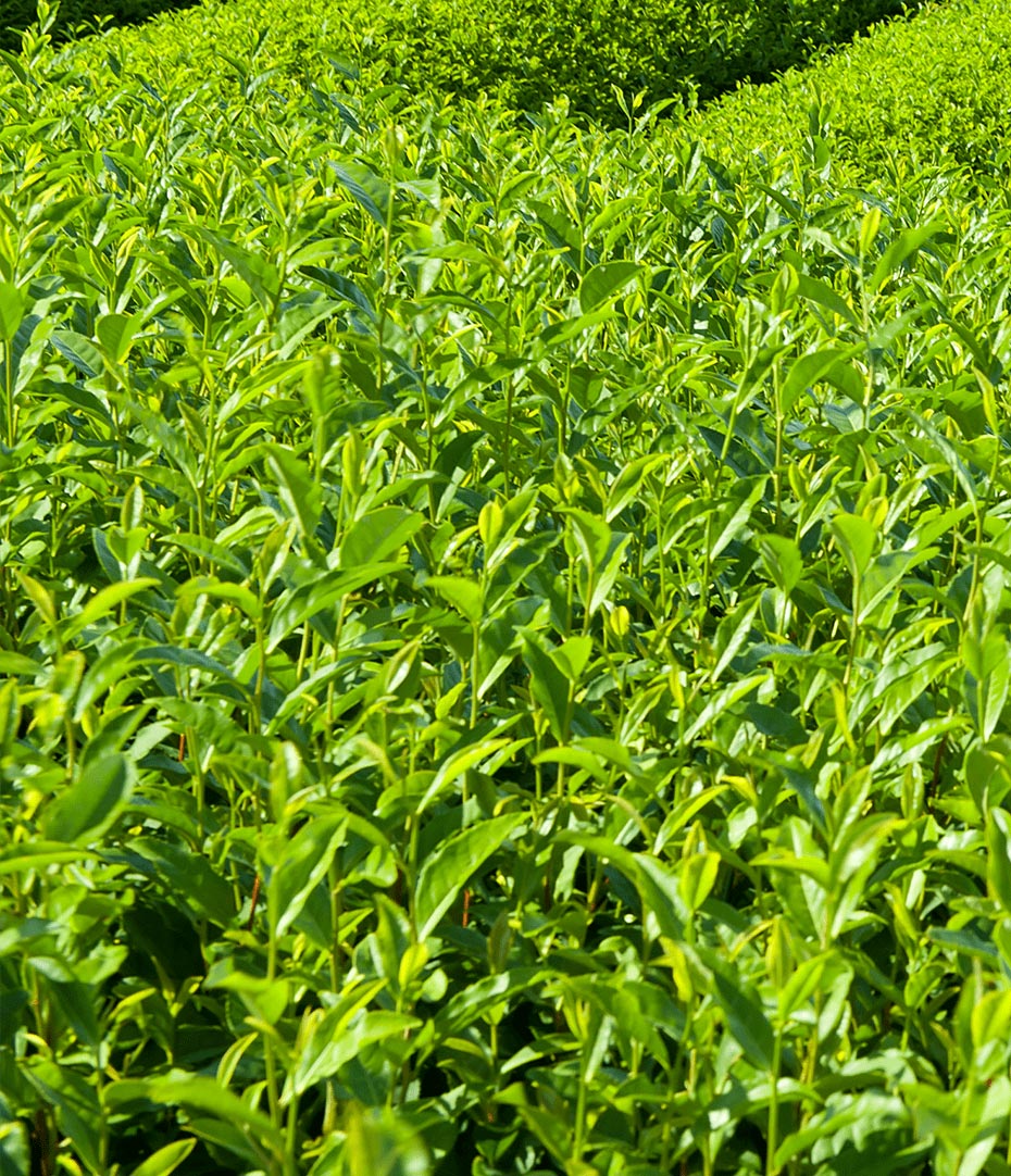 Champ de plants de thé vert 