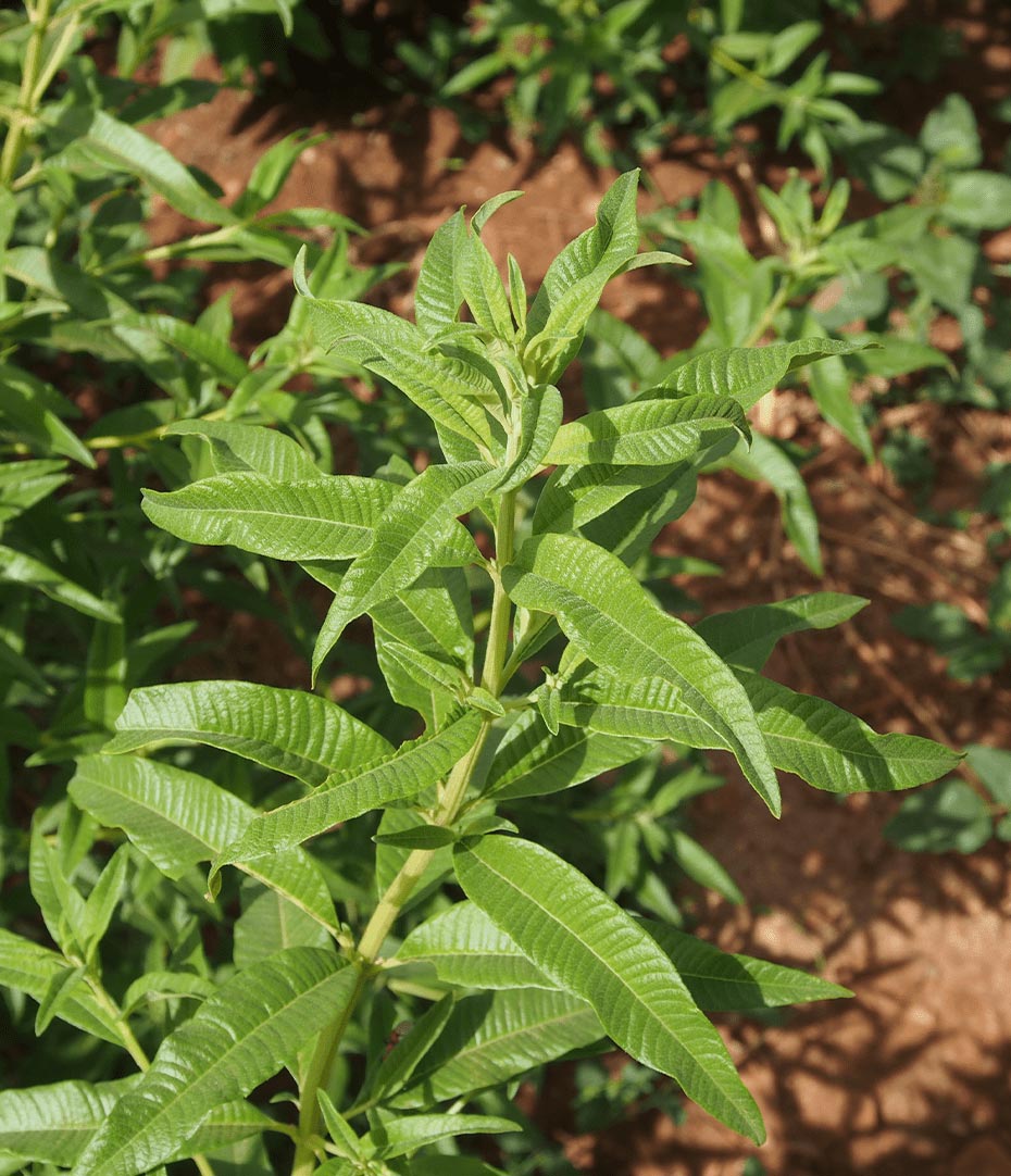 Plant de feuilles de verveine