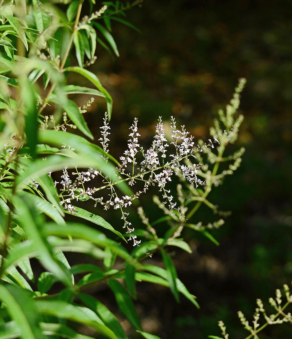 Plant et feuilles de verveine en gros plan