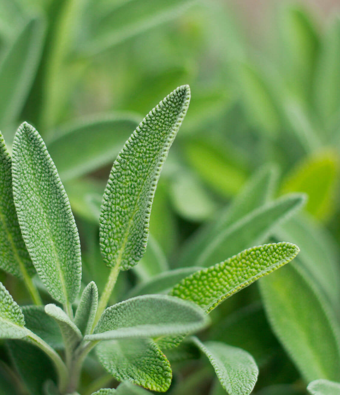 La sauge, utilisée traditionnellement pour faciliter la digestion