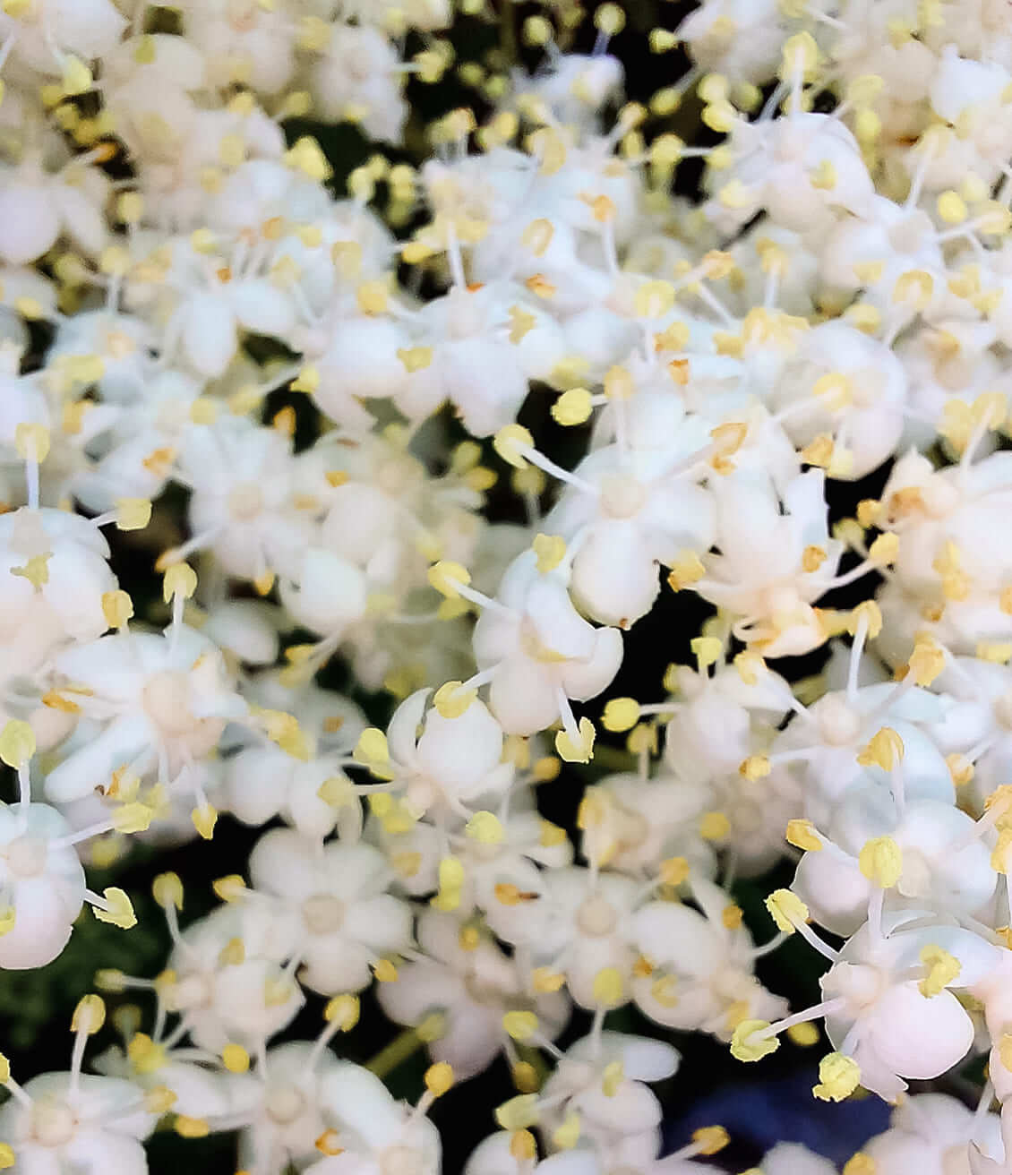 Elder blossoms are used in herbal tea for their sweet fragrance