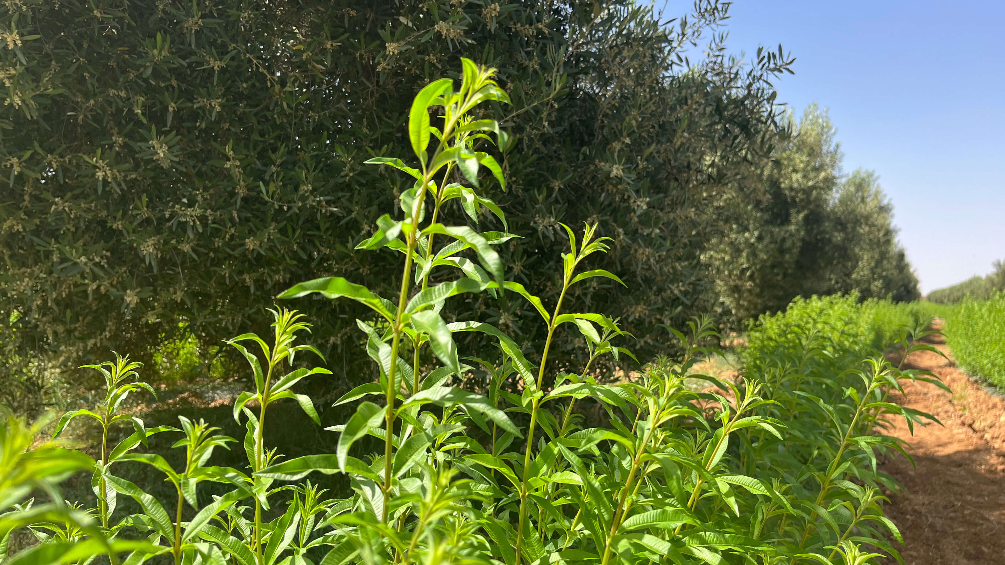 Vous avez déjà vu un champ de verveine odorante ?