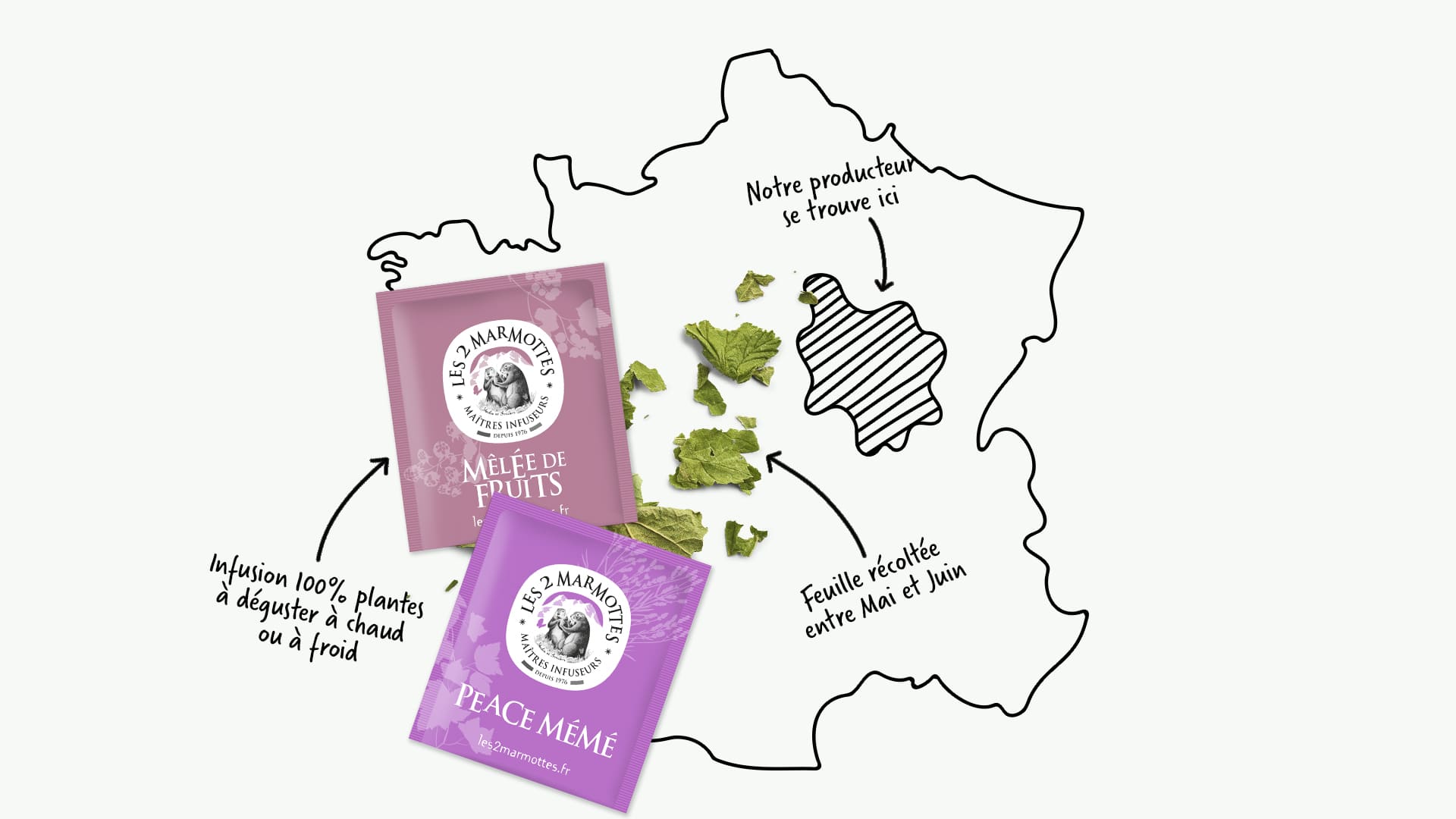 Localisation producteur de Feuille de Cassis en Bourgogne, récoltée entre Mai et Juin