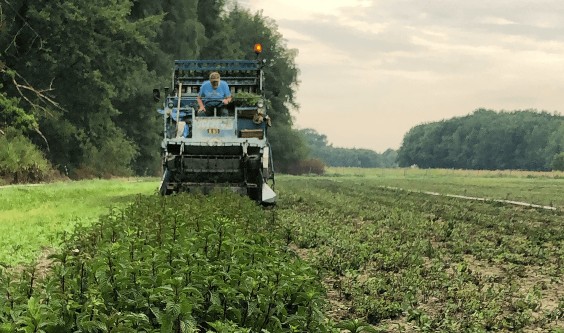 La récolte de menthe poivrée de nos infusions avec Alain