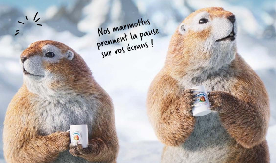 Marmots & movies