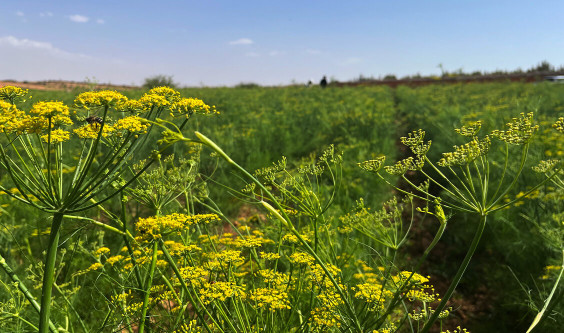 Tour de France des « bons plants » : le Fenouil